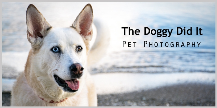 The Doggy Did It Pet Photography